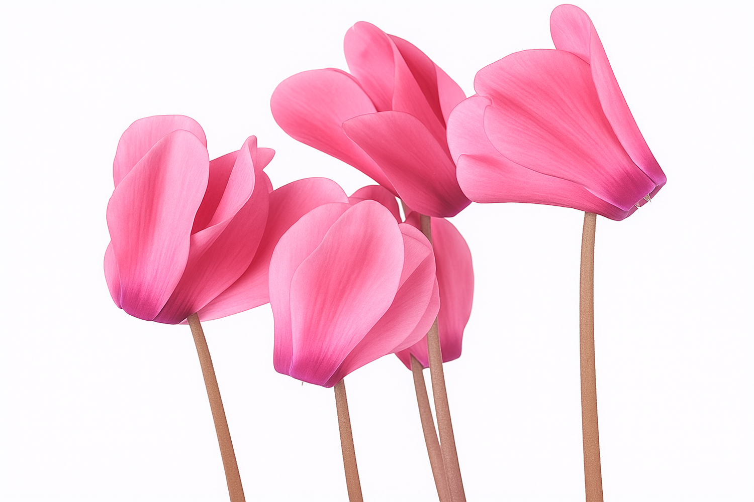 Cyclamen flowers in bloom used to produce natural absolute
