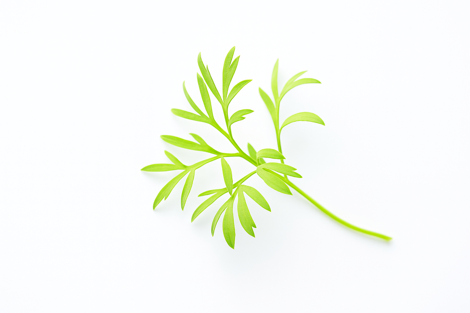 Sea fennel plant growing