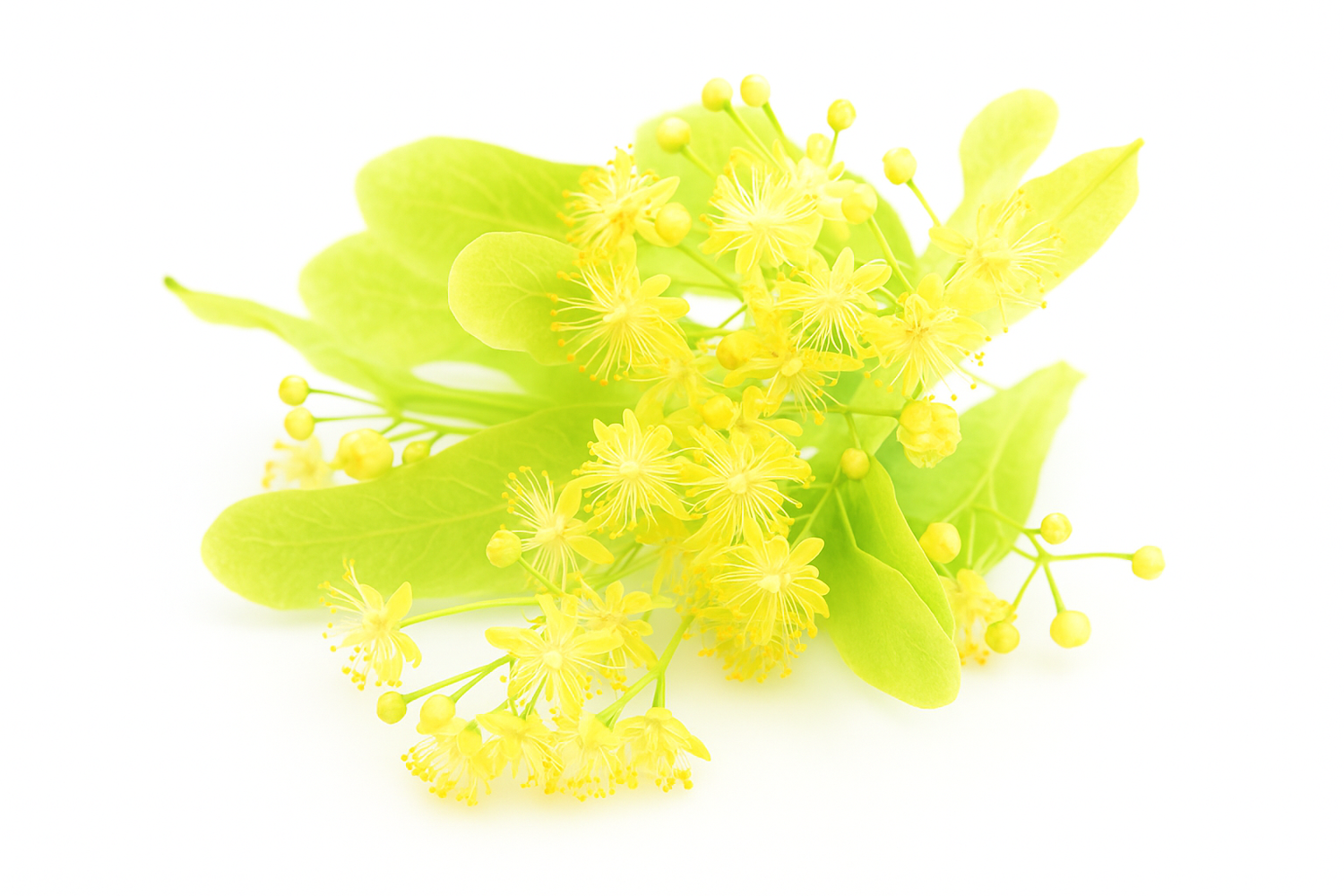 Linden tree with blossoms in full bloom