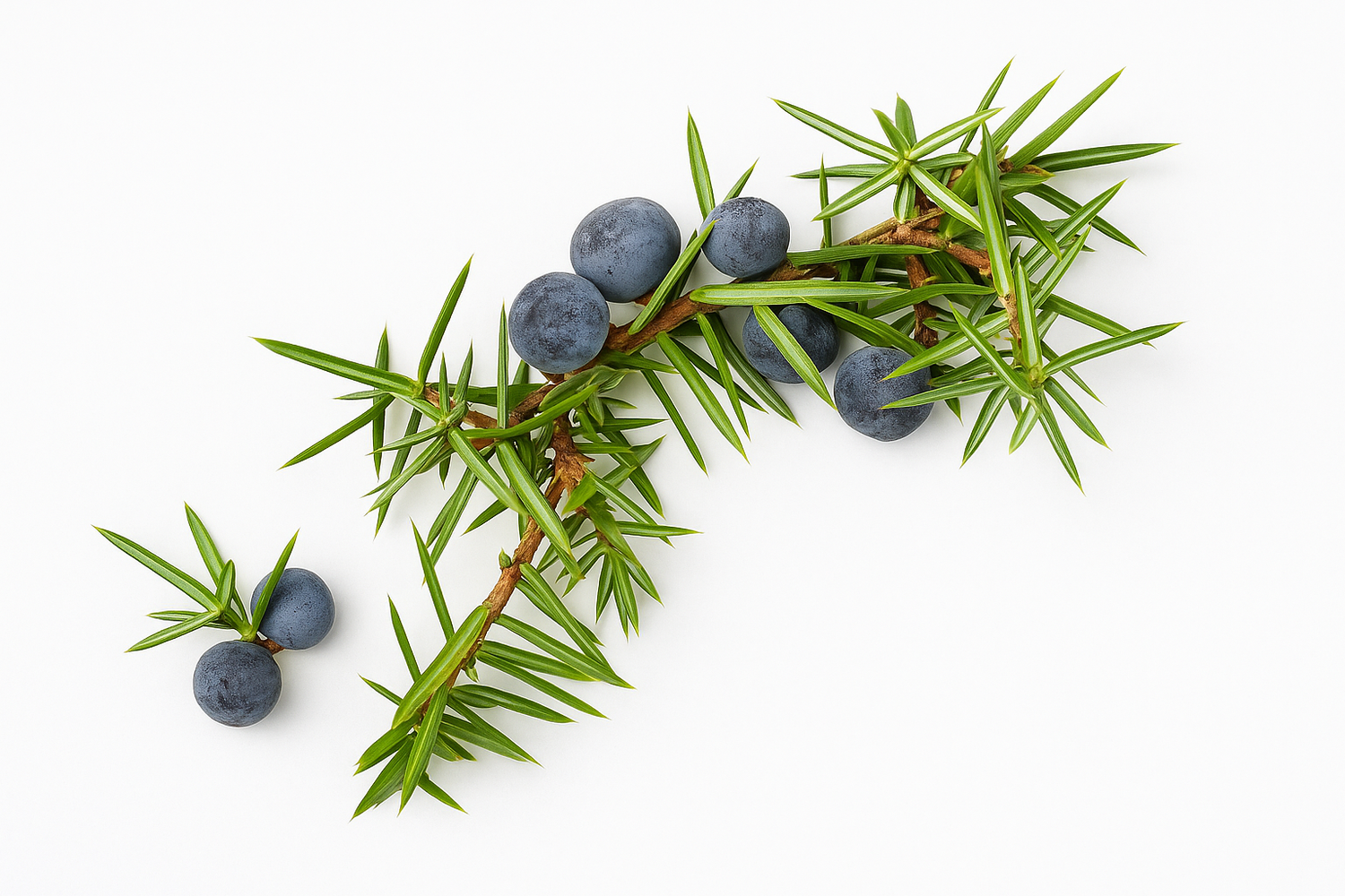 Juniper tree with fresh green needles